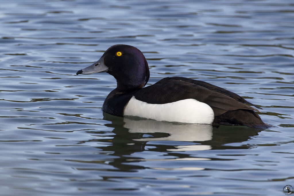 Tufted Duck male adult breeding