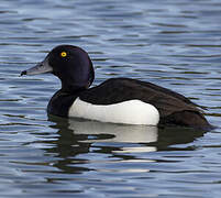 Tufted Duck