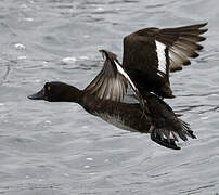 Tufted Duck