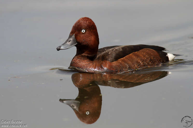 Ferruginous Duck male adult breeding, identification