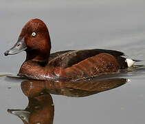 Ferruginous Duck