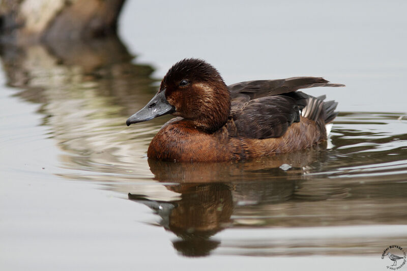 Ferruginous Duck female adult, identification