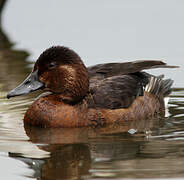 Ferruginous Duck