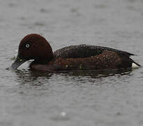 Ferruginous Duck