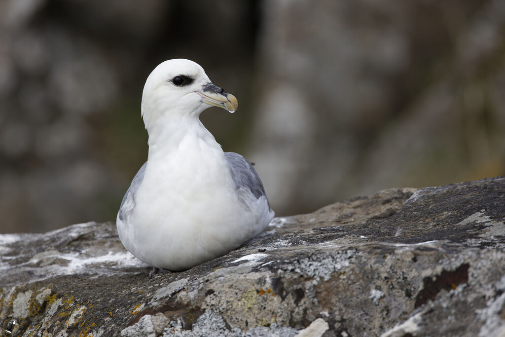 Fulmar boréaladulte