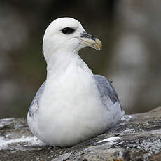 Fulmar boréal