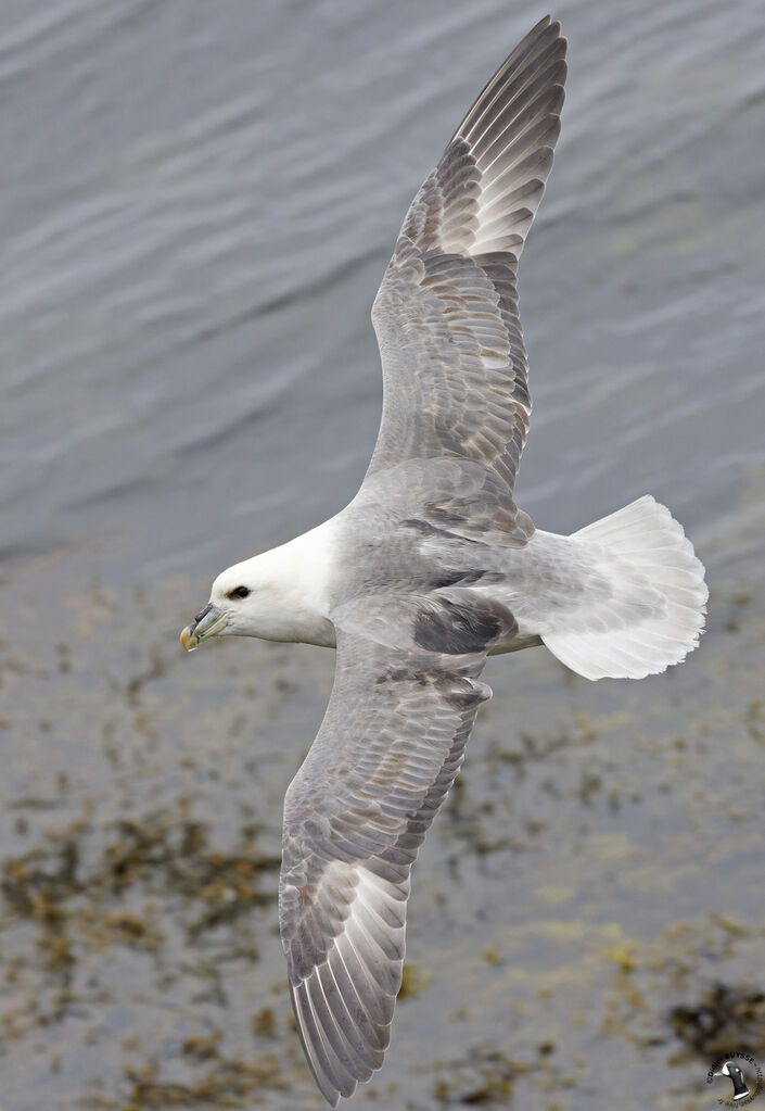 Fulmar boréal