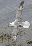 Fulmar boréal