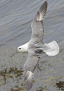 Fulmar boréal