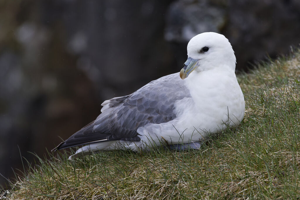 Northern Fulmar