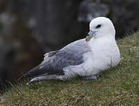 Fulmar boréal