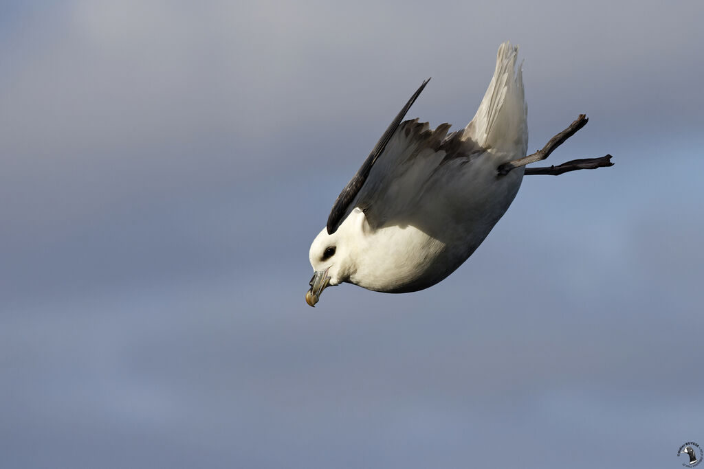 Fulmar boréaladulte, Vol