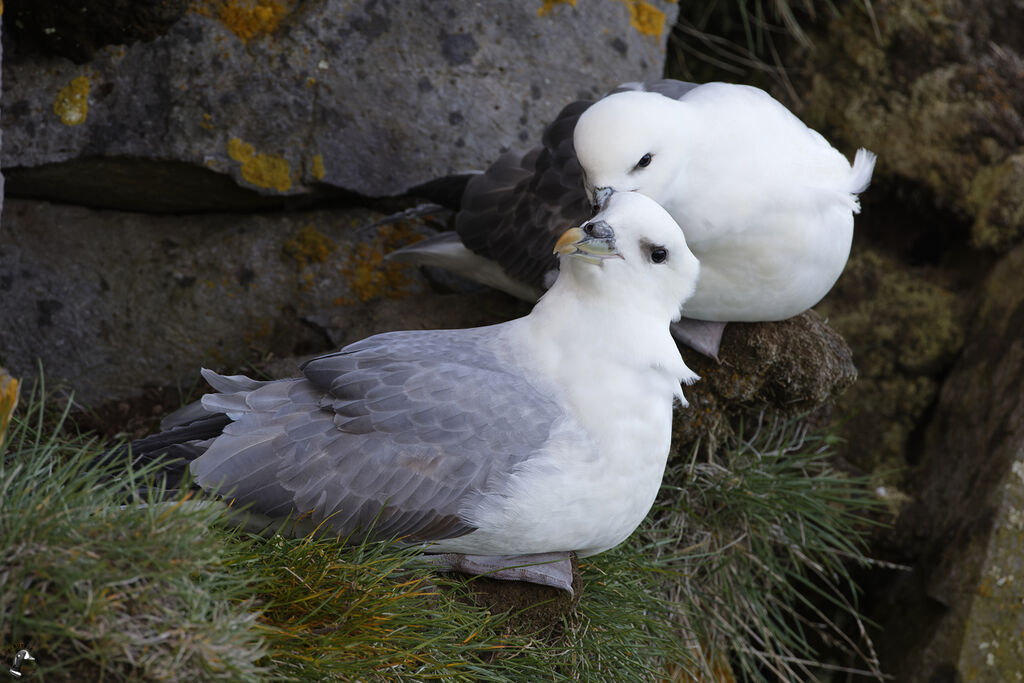 Fulmar boréaladulte