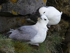 Northern Fulmar