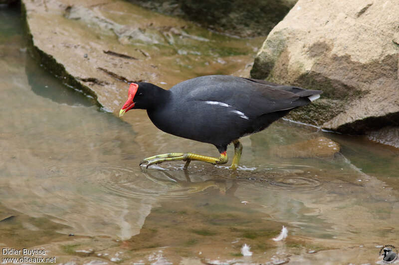 Gallinule d'Amériqueadulte, pigmentation, marche