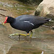 Gallinule d'Amérique