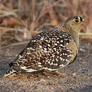 Double-banded Sandgrouse