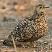 Double-banded Sandgrouse