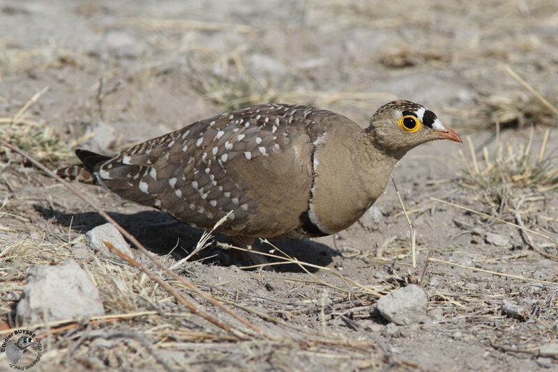 Double-banded Sandgrouse male adult, identification