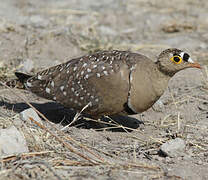 Double-banded Sandgrouse