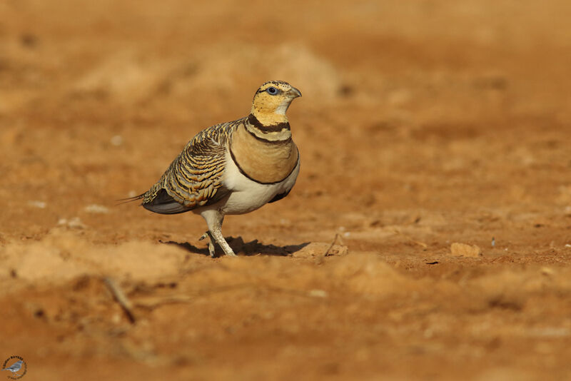 Pin-tailed Sandgrouse female adult, habitat