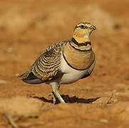 Pin-tailed Sandgrouse