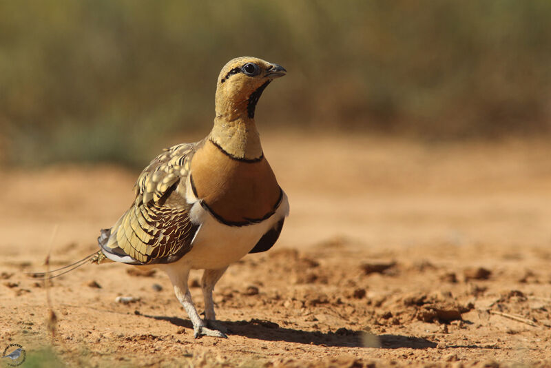 Pin-tailed Sandgrouse male adult, habitat