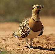 Pin-tailed Sandgrouse