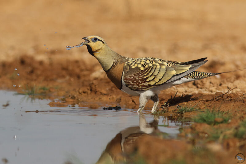 Pin-tailed Sandgrouse male adult, drinks