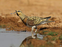 Pin-tailed Sandgrouse