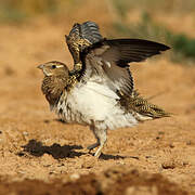 Pin-tailed Sandgrouse