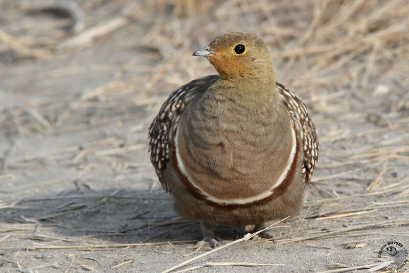 Namaqua Sandgrouse male adult