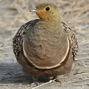 Namaqua Sandgrouse