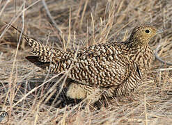 Namaqua Sandgrouse