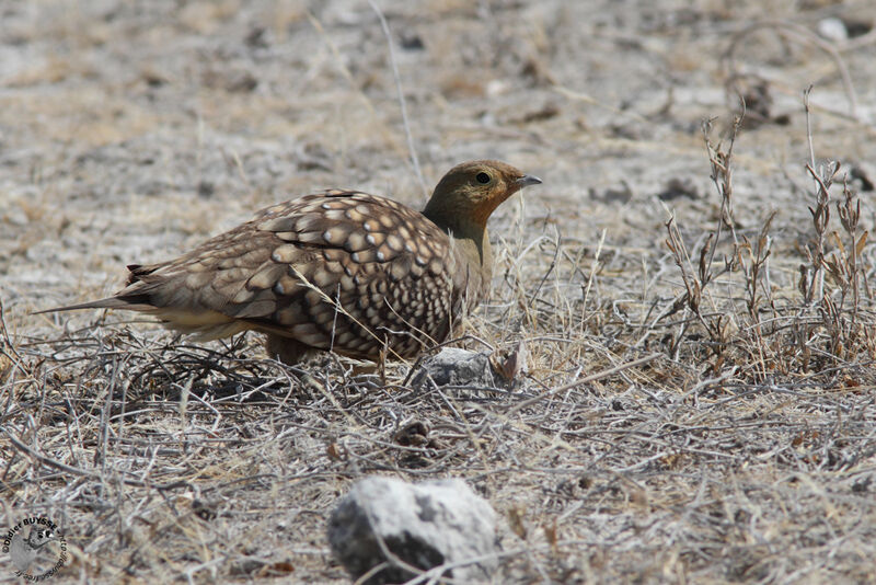 Namaqua Sandgrouse male adult