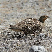 Namaqua Sandgrouse