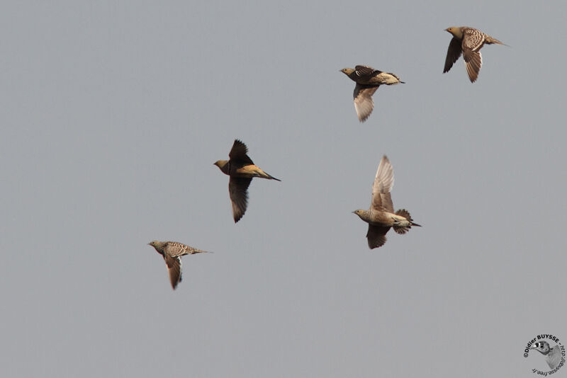 Namaqua Sandgrouse, Flight