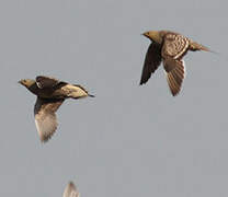 Namaqua Sandgrouse