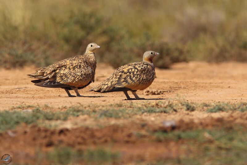 Black-bellied Sandgrouseadult