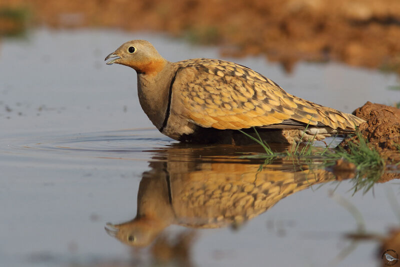 Black-bellied Sandgrouse male adult breeding, drinks