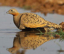 Black-bellied Sandgrouse