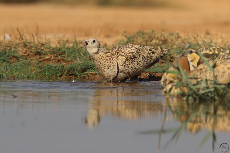 Black-bellied Sandgrouse female adult, drinks