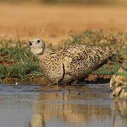 Black-bellied Sandgrouse