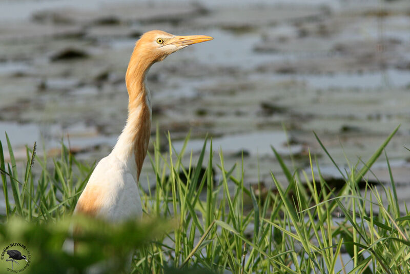 Eastern Cattle Egretadult, identification