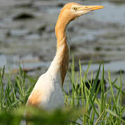 Eastern Cattle Egret