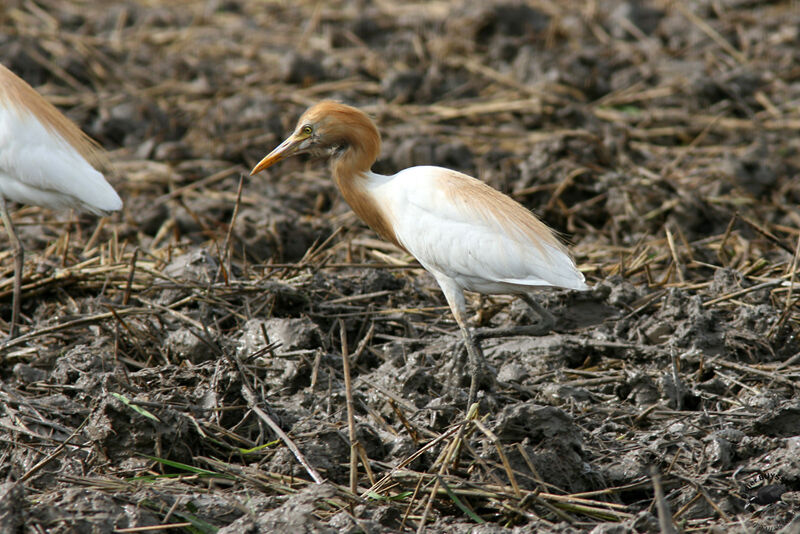 Garde-boeufs d'Asieadulte, identification