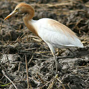 Eastern Cattle Egret