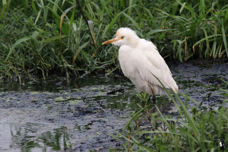 Eastern Cattle Egretadult, identification