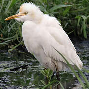 Eastern Cattle Egret