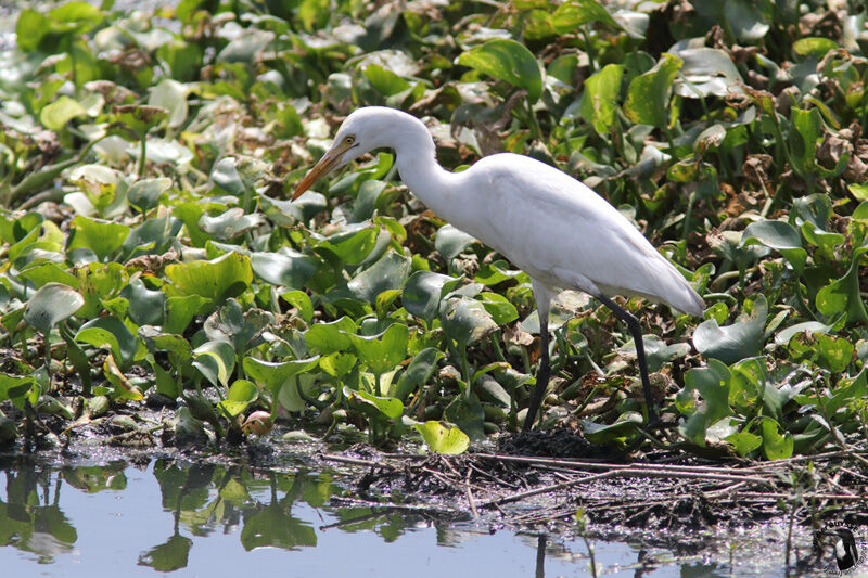 Eastern Cattle Egret, identification